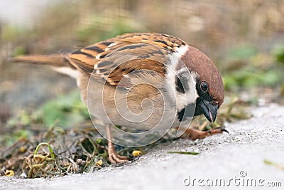 House sparrow Stock Photo