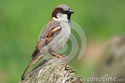 House sparrow Stock Photo