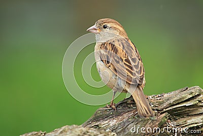 House sparrow Stock Photo