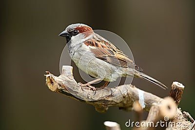 House sparrow bird. Stock Photo