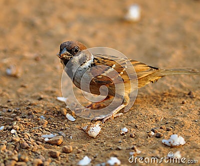 House Sparrow Stock Photo