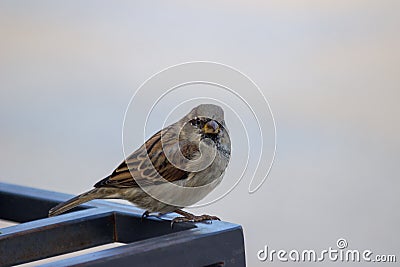 House sparrow on a metal construction looking at the camera Stock Photo