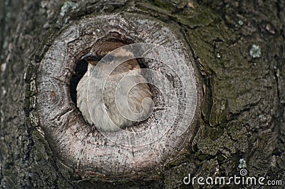 House sparrow in nest Stock Photo