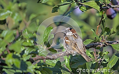 House Sparrow, Greece Stock Photo
