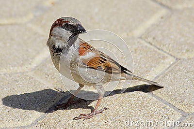 House Sparrow (Passer domesticus) Stock Photo