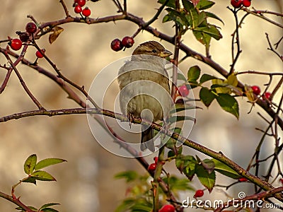 House sparrow Passer domesticus perched on a rose hip. Late November autumn Stock Photo