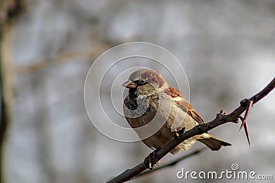 House sparrow Passer domesticus perching on a tree branch in a bright January day Stock Photo