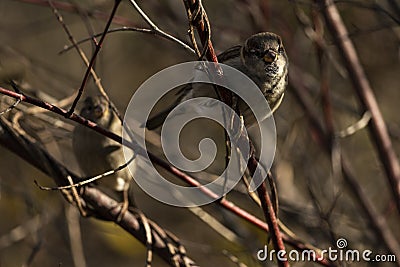 House Sparrow Perched on Branch Stock Photo