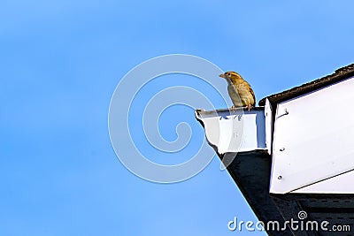 House sparrow perched on eavestrough Stock Photo