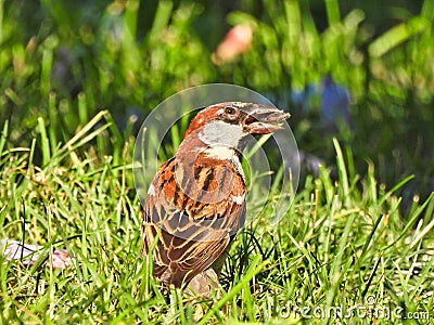 House Sparrow Sits in Grass with Sunflower Seed in Mouth with Sun Shining Stock Photo