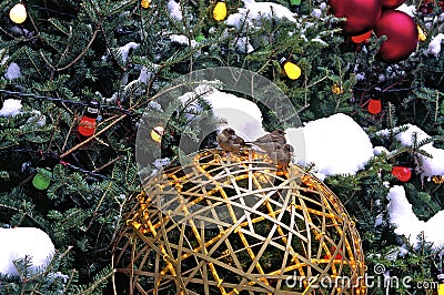 House Sparrows on Christmas Tree 61342 Stock Photo