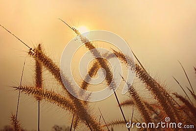 Colorful grass at sunset It looks natural and breezy suitable for background wallpaper design Stock Photo