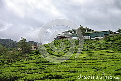 House at the tea plantation Stock Photo