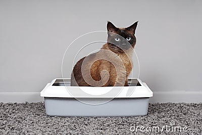 House-trained cat sitting in cat toilet or litter box Stock Photo