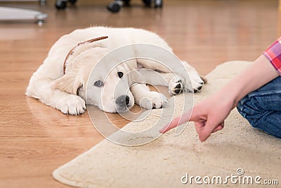 House training of guilty puppy Stock Photo