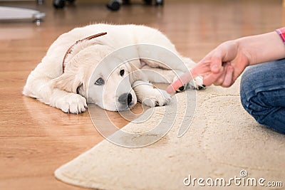 House training of guilty puppy Stock Photo
