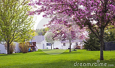 House, tree, meadow at spring time in America Stock Photo