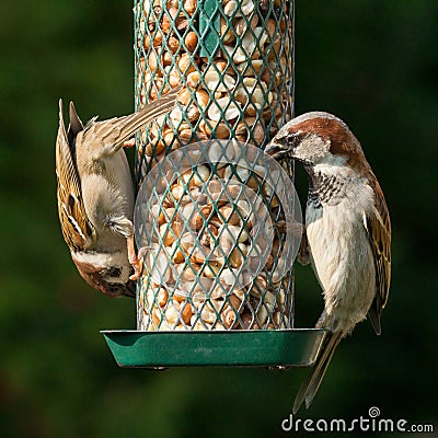 House and tree sparrow Stock Photo