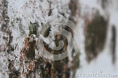 house wall paint damaged by fungus Stock Photo