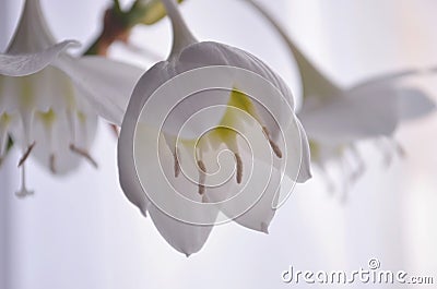 House white flowers of eucharis amazonica Stock Photo