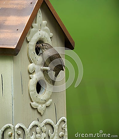 House wren nesting Stock Photo