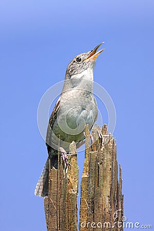 House Wren Singing On A Stump Stock Photo