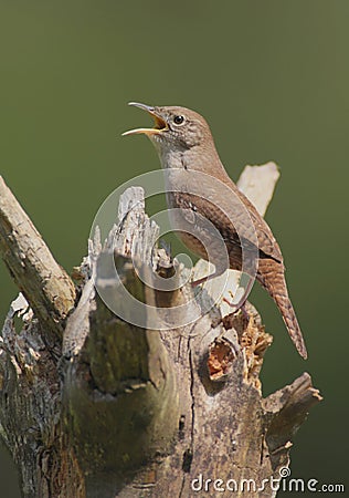 House Wren (troglodytes aedon) Stock Photo