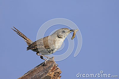 House Wren with a Worm Stock Photo