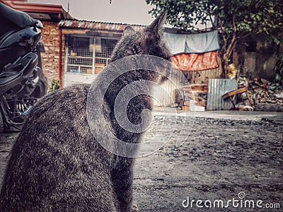 Housecat Stock Photo