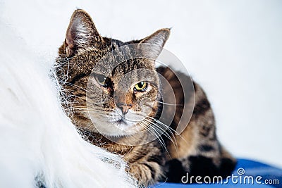 Housecat tabby lying on a white background Stock Photo