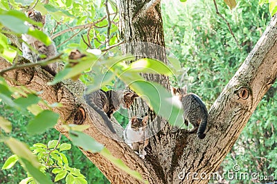 Housecats sitting on a tree on a sunny day Stock Photo