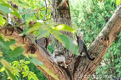 Housecats sitting on a tree on a sunny day Stock Photo