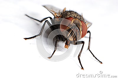 Housefly Stock Photo