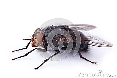 Housefly Stock Photo