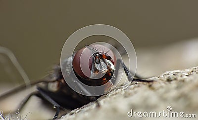 Housefly detailed close up Stock Photo