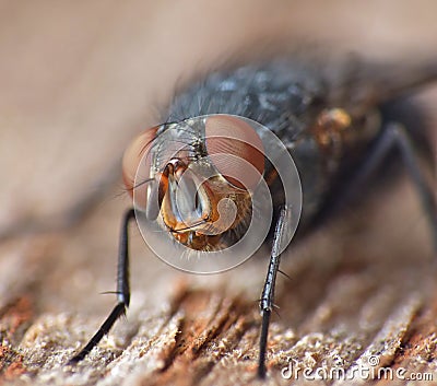 Housefly detailed close up Stock Photo