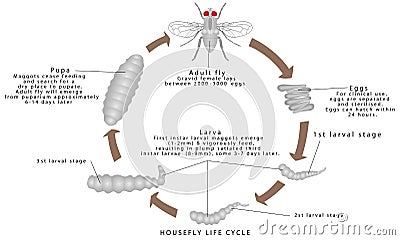 Housefly Life Cycle Vector Illustration