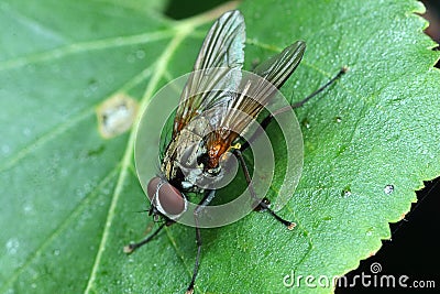 housefly sitting on a leaf head down Stock Photo