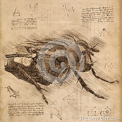 Housefly in Vintage Steampunk Da Vinci Drawing Style Stock Photo