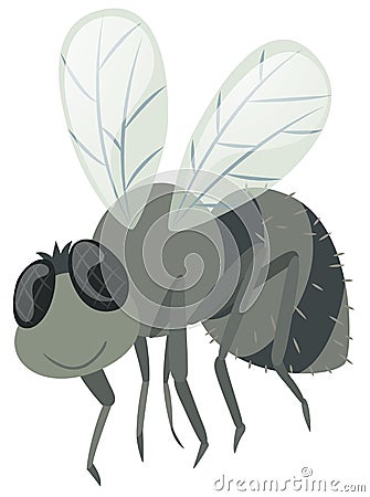 Housefly on white background Vector Illustration