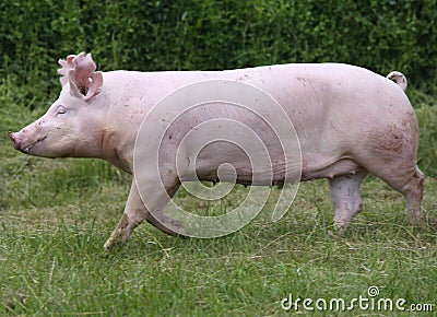Household pig In fresh green grass in farm Stock Photo