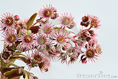 Houseleek inflorescence Stock Photo