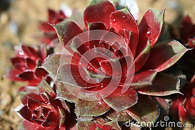 Houseleek (sempervivum tectorum) Stock Photo