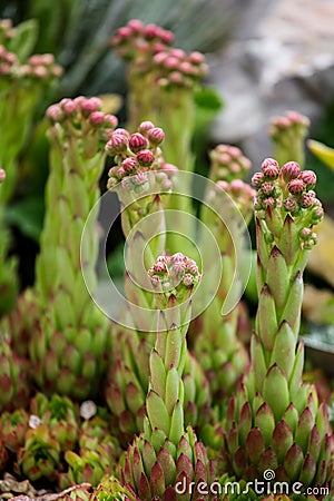 Houseleek (Sempervivum tectorum) Stock Photo