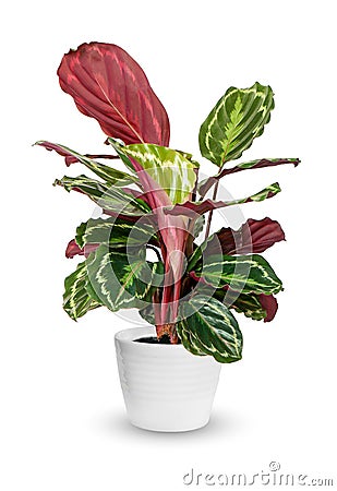 Houseplant - Calathea roseopicta a potted plant over wh Stock Photo