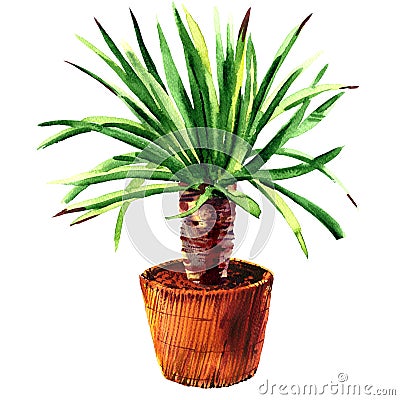 Houseplant Dracaena in a pot, isolated, watercolor illustration on white Cartoon Illustration