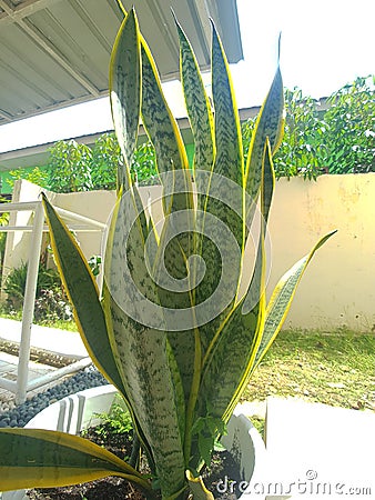 Houseplant dracaena trifasciata, a flowering plant in the family Asparagaceae, commonly known as the snake plant Stock Photo