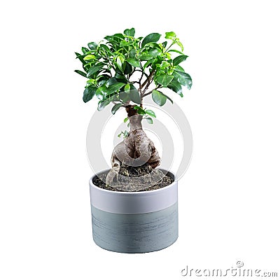 Houseplant ficus microcarpa ginseng isolated on white background. Stock Photo