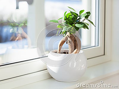 Houseplant ficus microcarpa ginseng in white flowerpot Stock Photo