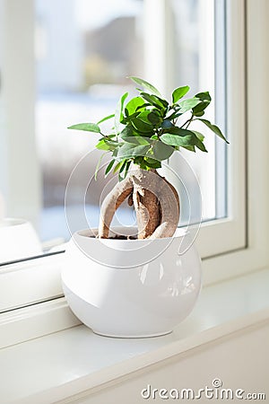 Houseplant ficus microcarpa ginseng in white flowerpot Stock Photo